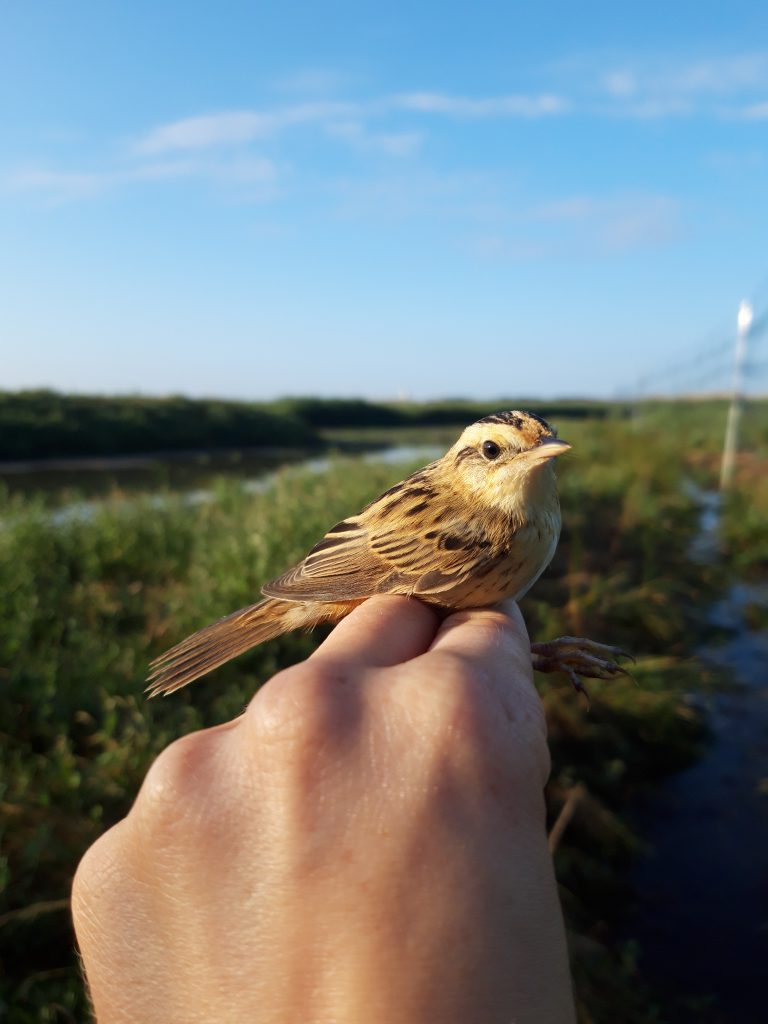 Phragmite aquatique Acrocephalus paludicola ©Camille Boucher