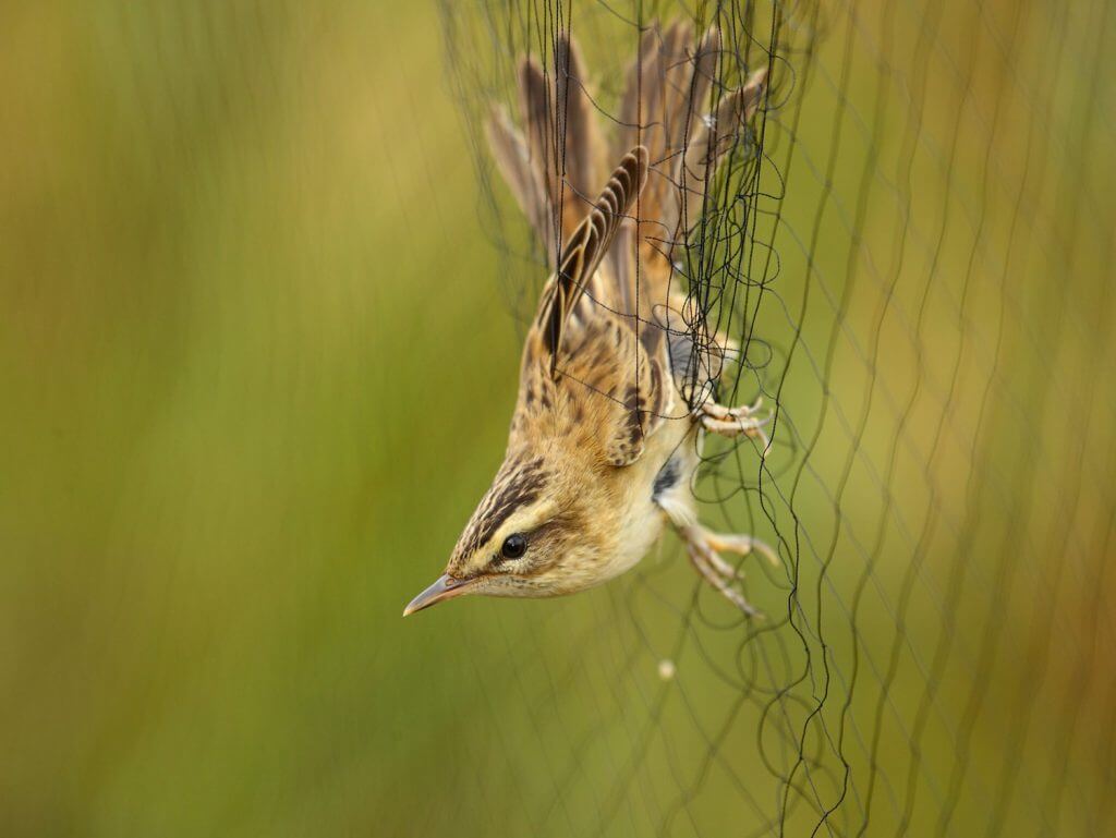 Phragmite-des-joncs-Acrocephalus-schoenobaenus-pris-dans-un-filet-