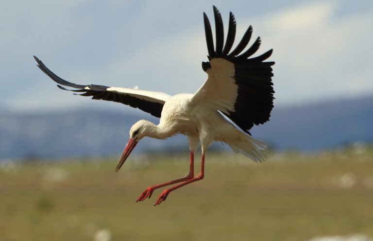 Cigogne blanche en vol