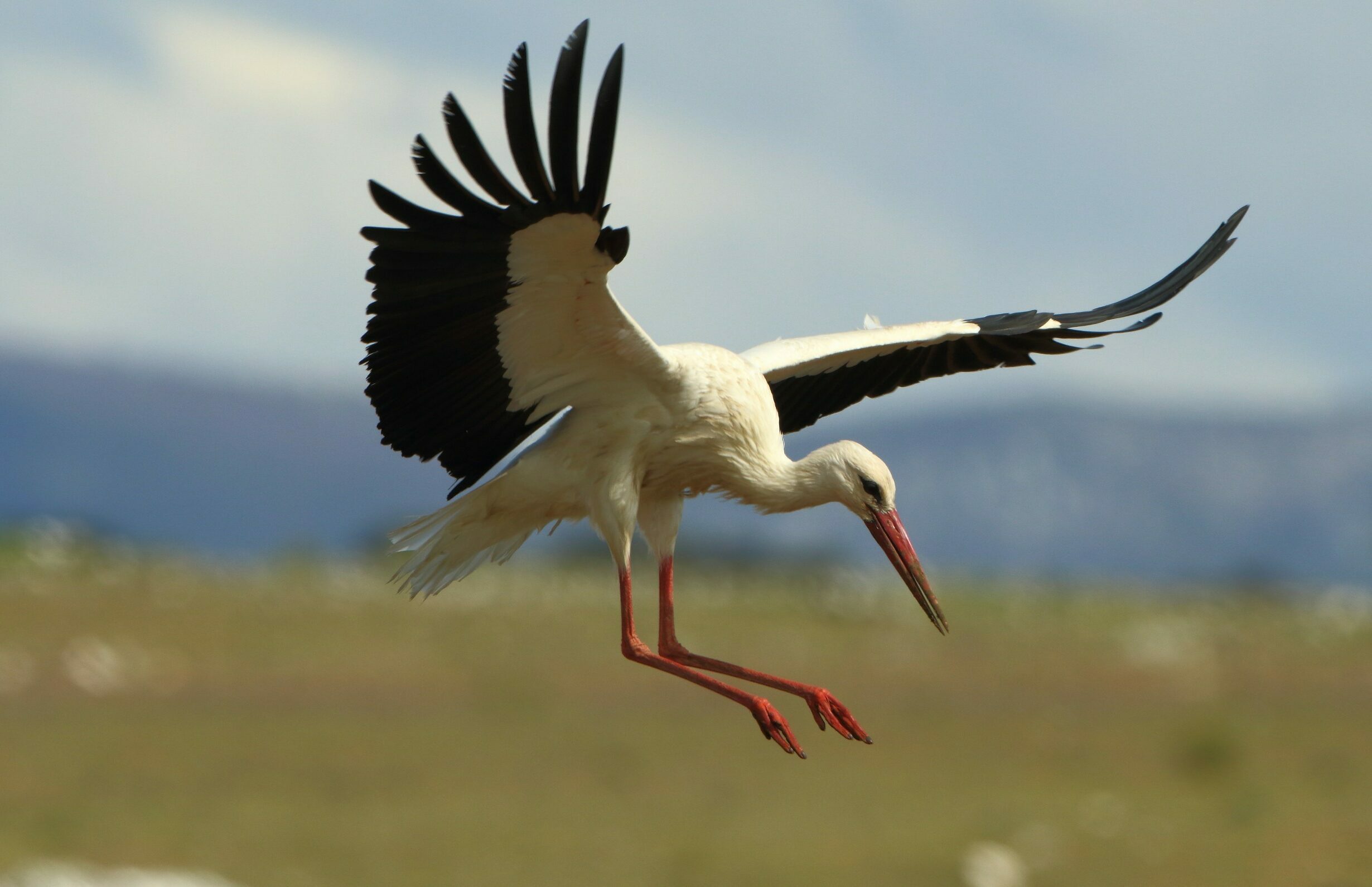 Cigogne blanche en vol