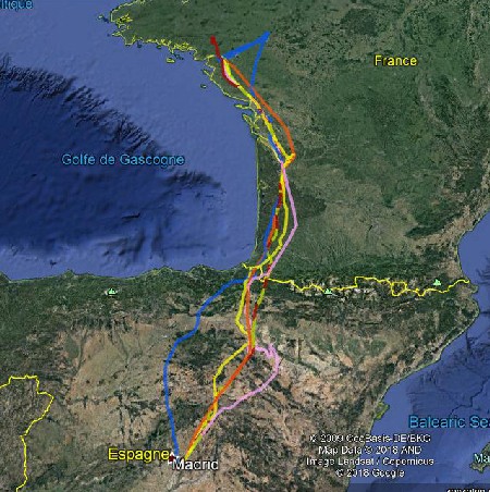 Carte de migration des cigognes blanches