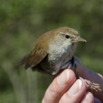 Bouscarle de Cetti