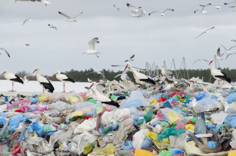 Cigognes blanches sur une décharge