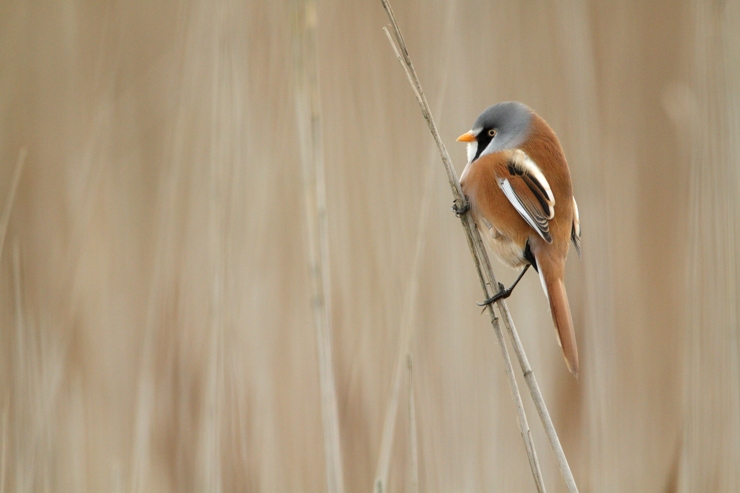 Hirrus-3-Peter-Christian