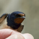 Hirondelle rustique Hirundo rustica