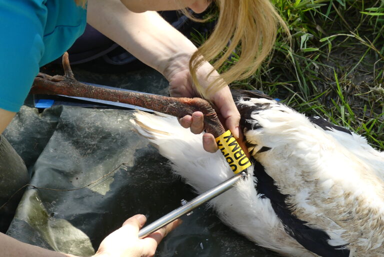 baguage cigogne