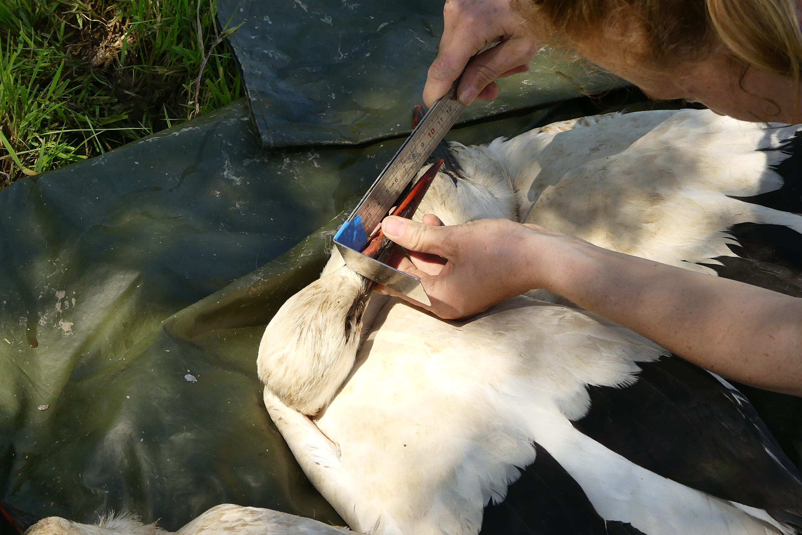 ornithologie, baguage, les plumes