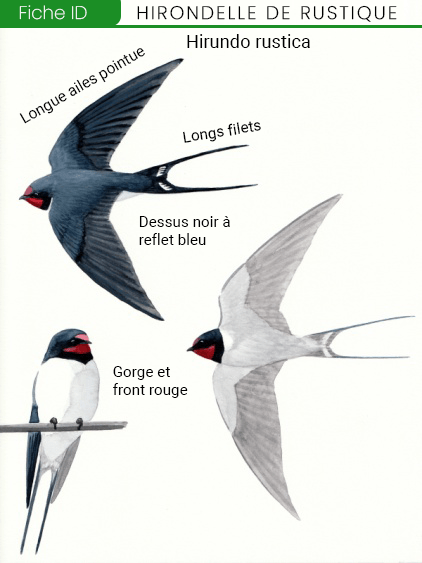 Hirondelle de Rustique