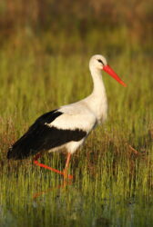 cigogne blanche marais scaled e1777294585283