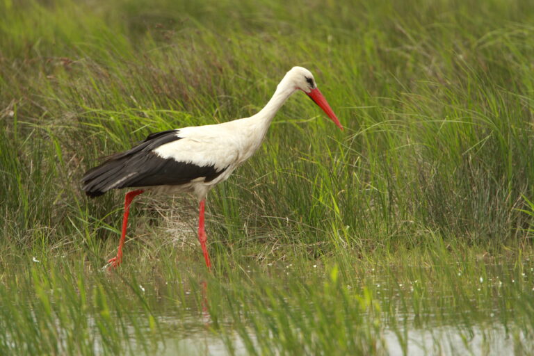 cigogne peche