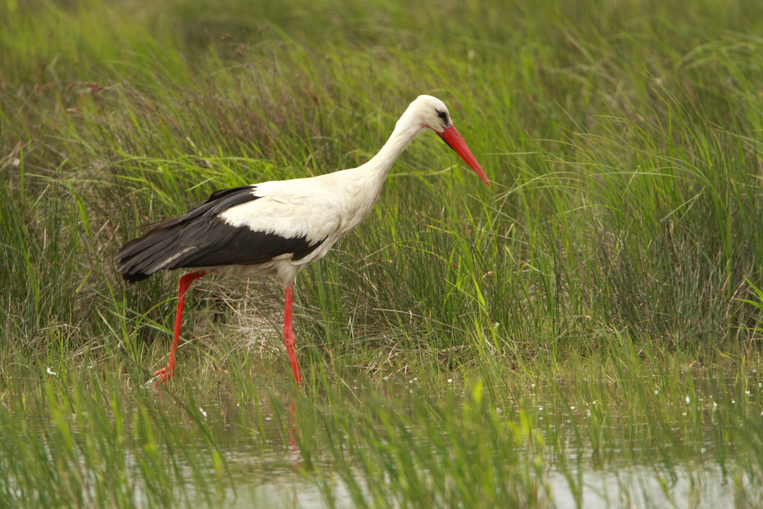 cigogne peche scaled