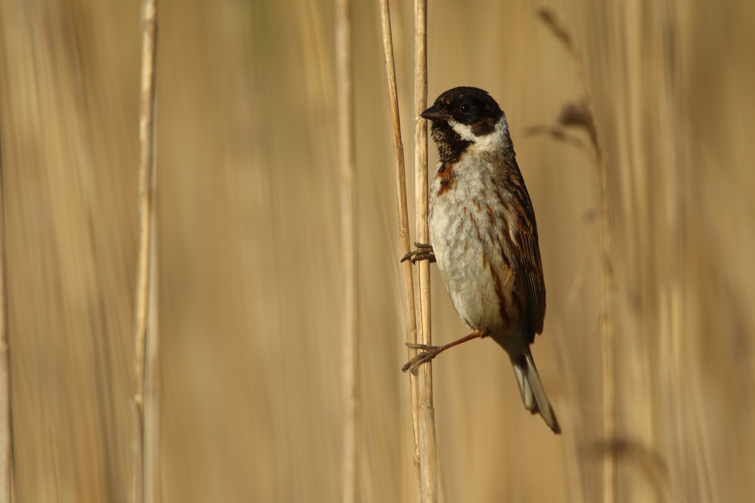 Hirrus-3-Peter-Christian