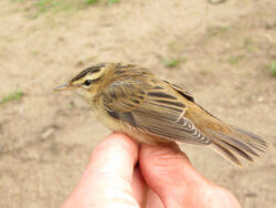 Phragmite des joncs - Acrocephalus schoenobaenus