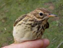 Pipit farlouse - Anthus pratensis