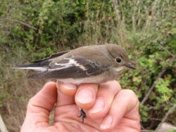 Gobemouche gris - Ficedula_hypoleuca