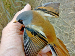 Panure à moustache - Panurus biarmicus