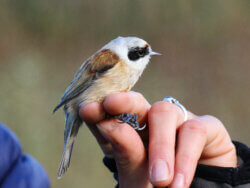 Rémiz penduline - Remiz pendulinus