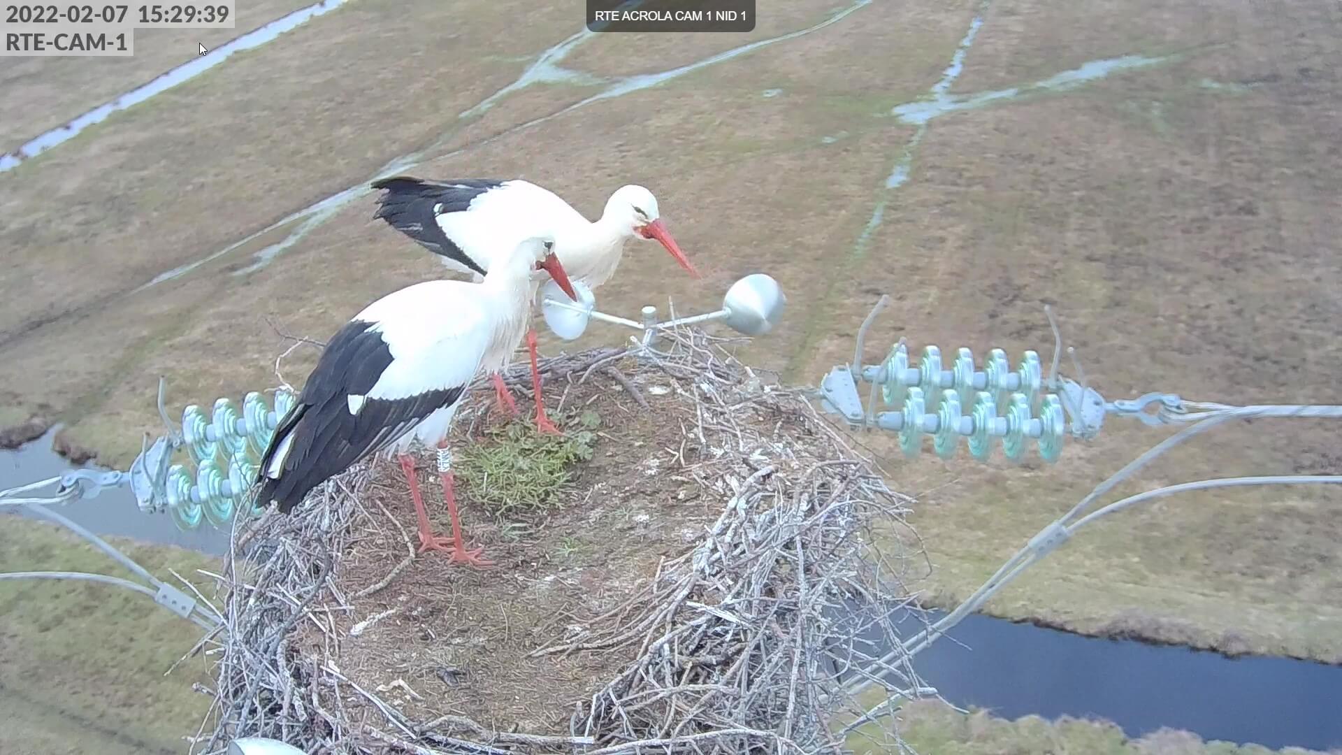 RTE Acrola caméra nid de cigogne