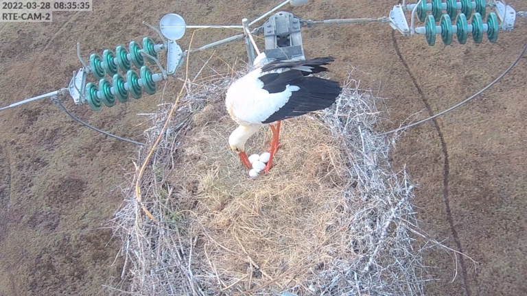 Caméras 2 - Objectif Cigognes (ACROLA - RTE - PNR de Brière) 4 oeufs