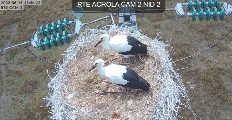 Accueil 13 cigogneaux cameras 2022