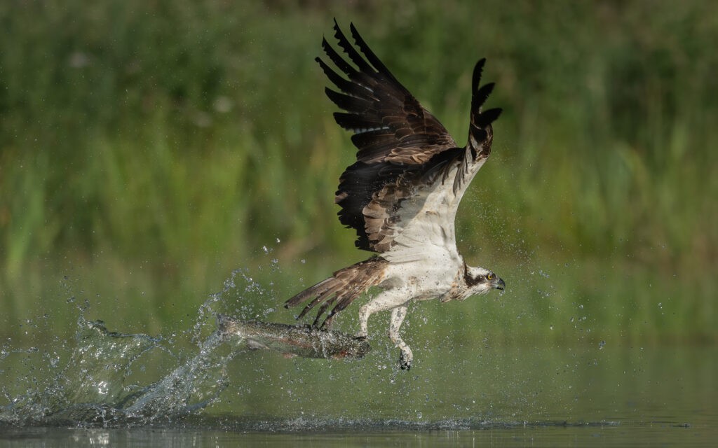 An osprey plucking a fish out of the water