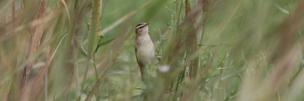 Sedge Warbler 0120