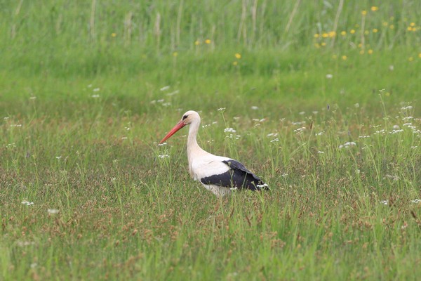 White Stork 3524